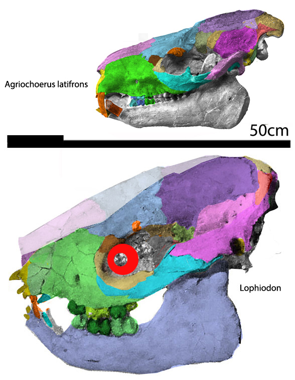 Agriochoerus latifrons and Lophiodon skulls