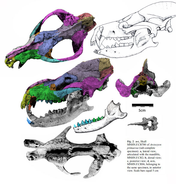 Arctocyon skull