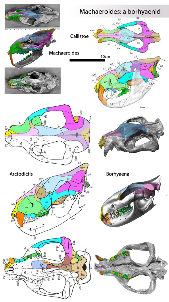 Arctodictis and Borhyaena skulls