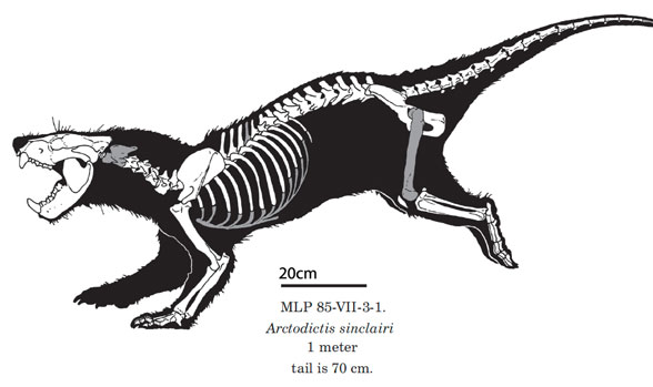 Arctodictis skeleton