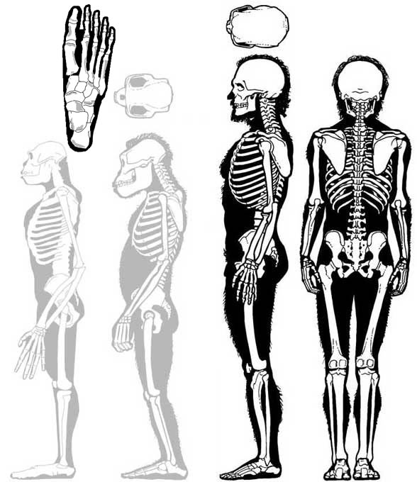 Homo sapiens