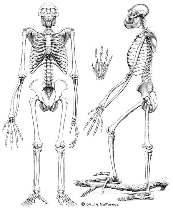 Ardipithecus skeleton Jay Matternes