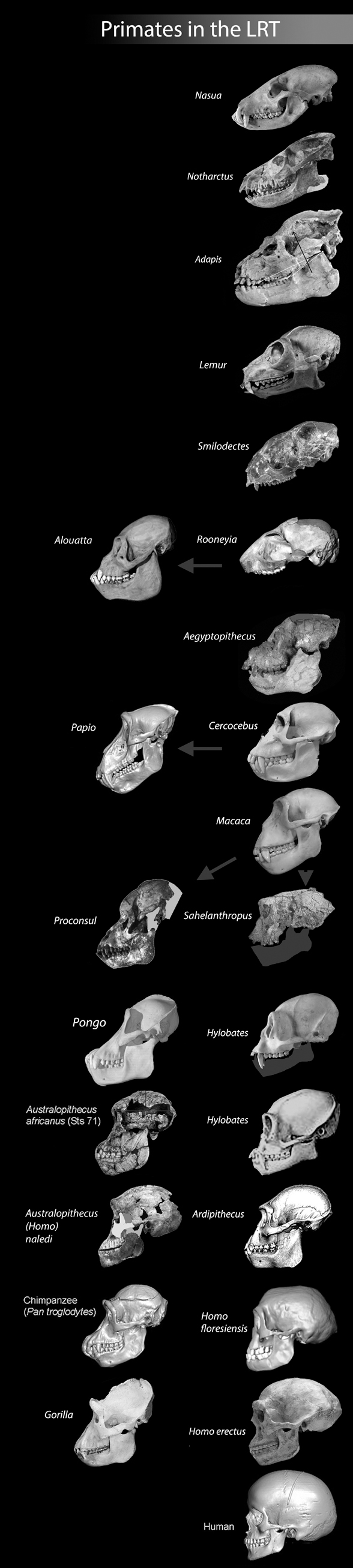 Hominoid skulls in phylogenetic ordeer
