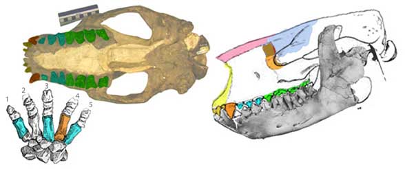 Barylambda skull