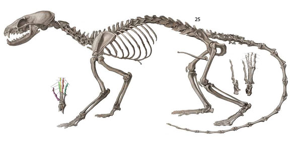 Bassaricus skeleton