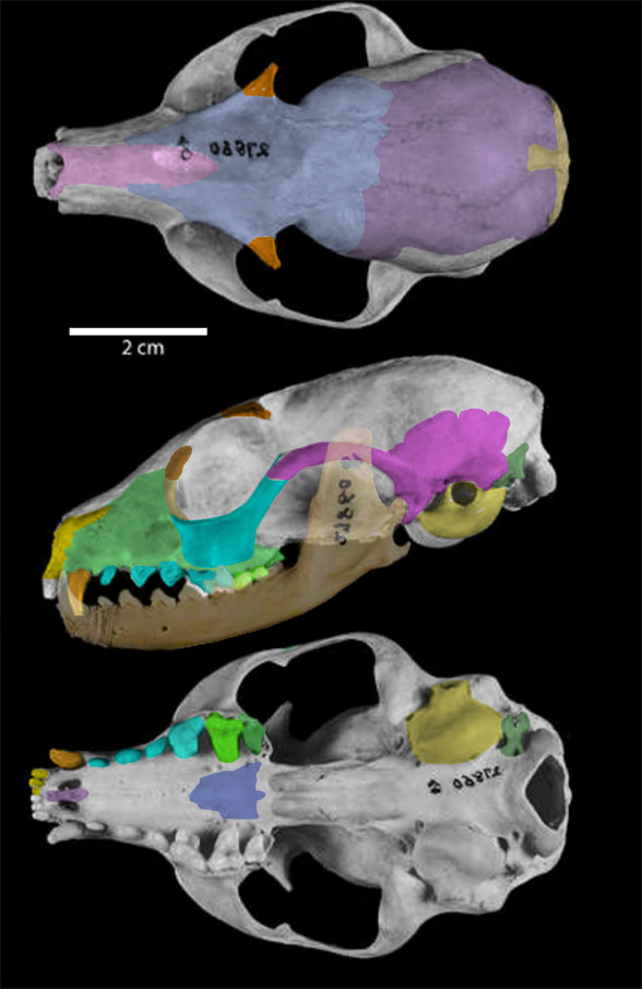 Bassariscus skull