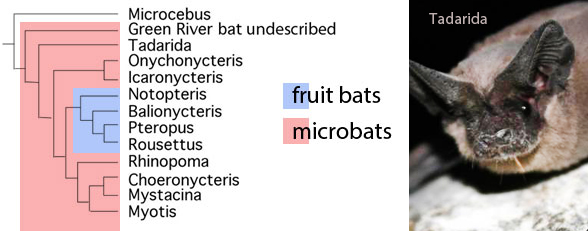 bat cladogram subset of the LRT