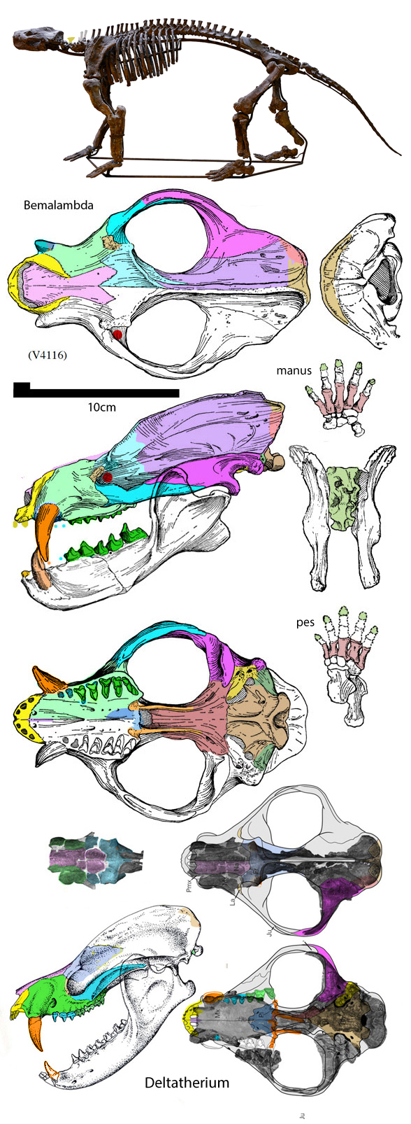 Bemalambda skull