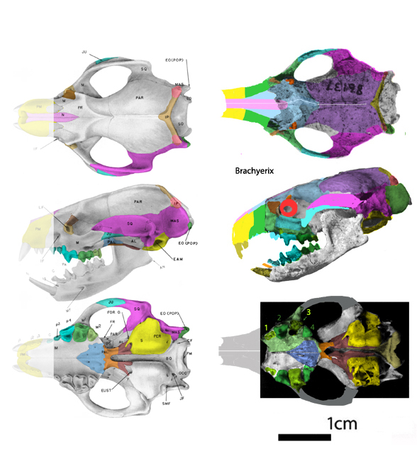 Brachyerix skulls