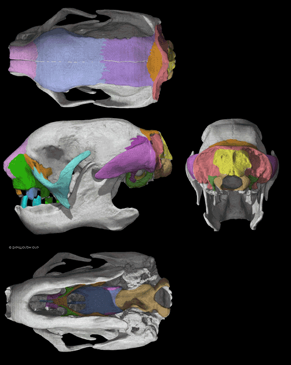 Bradypus skull
