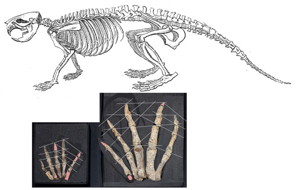 Castor skeleton