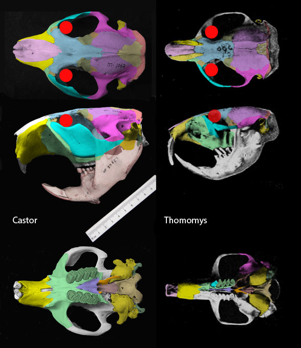 Castor Thomomys skulls