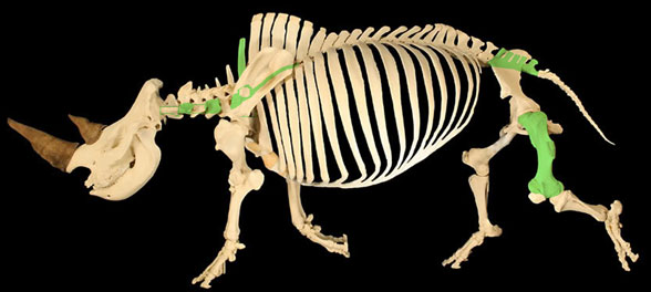 Ceratotherium skeleton