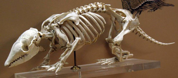 chaetophractus vellerosus skeleton