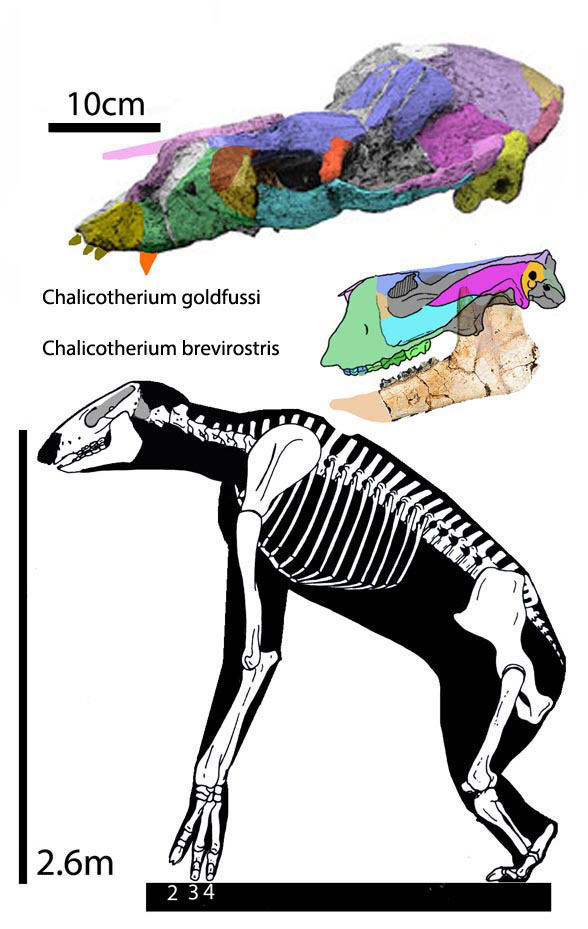 Chalicotherium