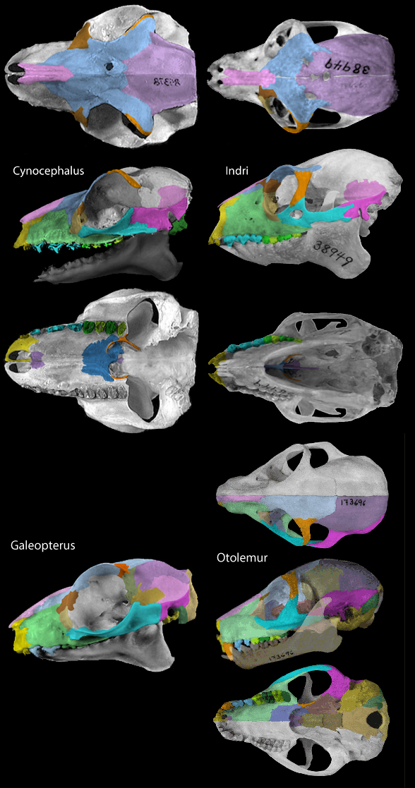 Cynocephalus Indri Galeopterus and Otolemur skulls