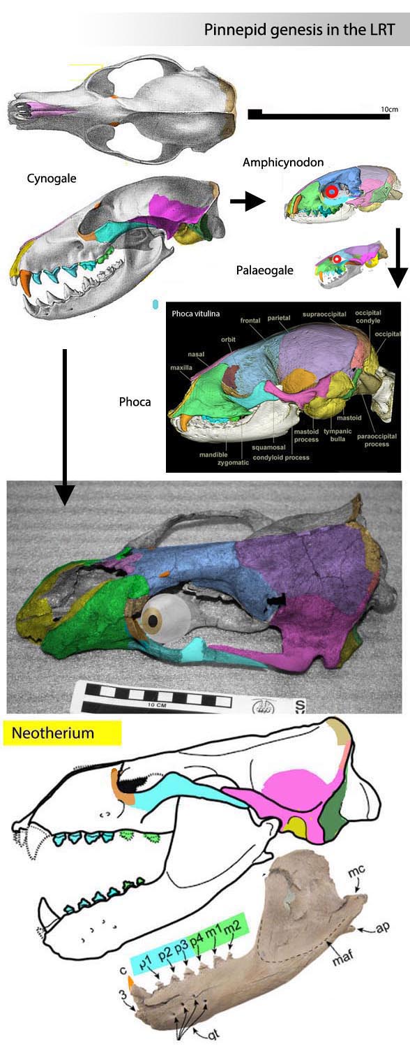 Cynogale skull compared