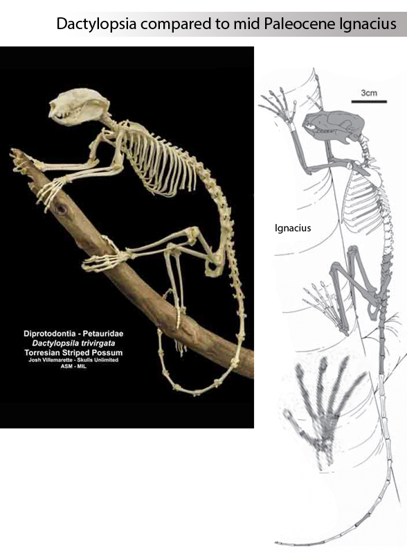 Dactylopsila skeleton