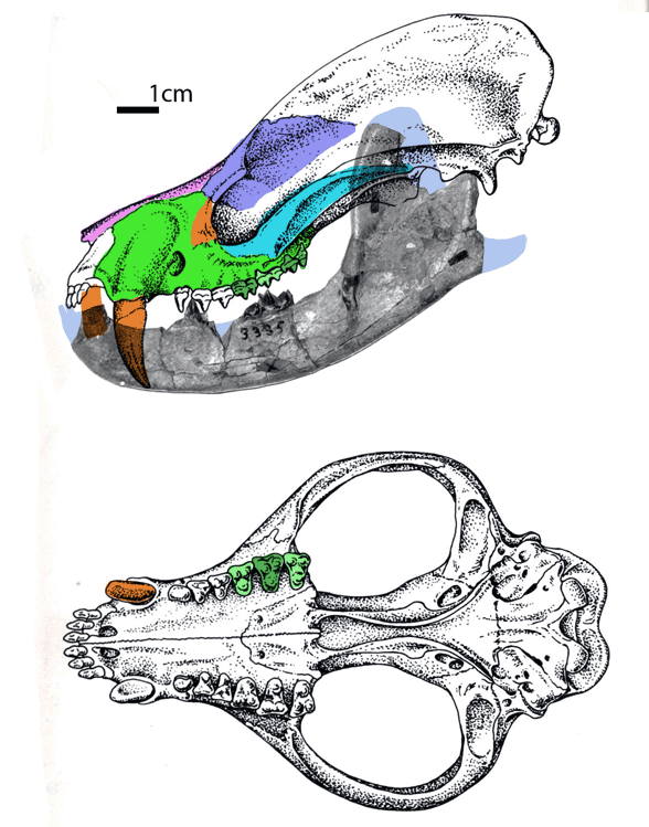 Deltatherium skull