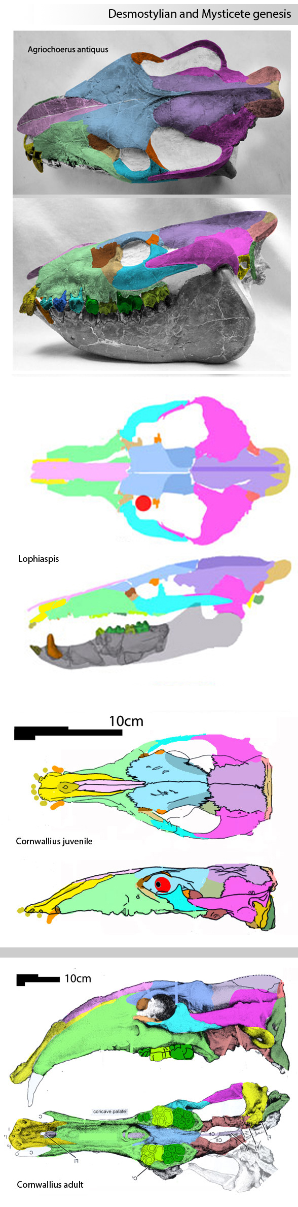 Cornwallius,Agriochoerus antiquus and Lophiaspis