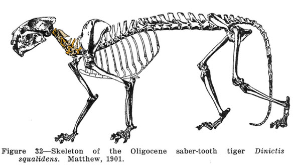 Dinictis skeleton from Matthew