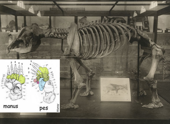 Diprotodon skeleton
