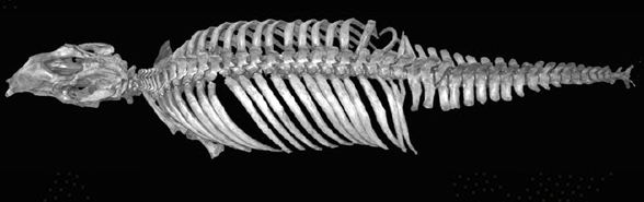 Trichechus manatee skeleton