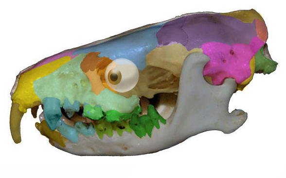 Echinops skull