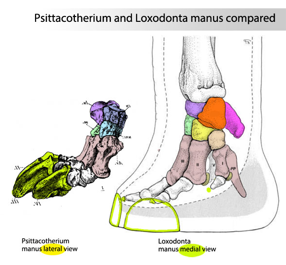 Psittacotherium manus lateral view