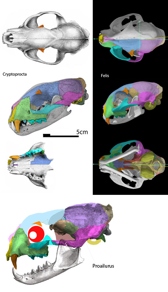 Felis Cryptoprocta