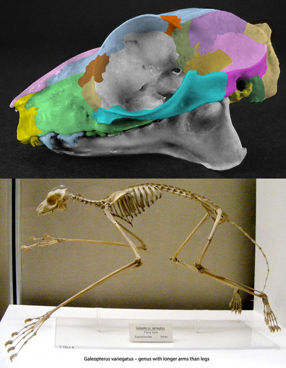 Galeopterus colugo skeleton and skull