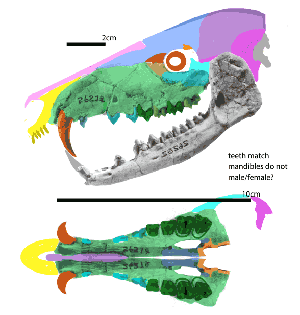 Gobiohyus orientalis with two mandibles