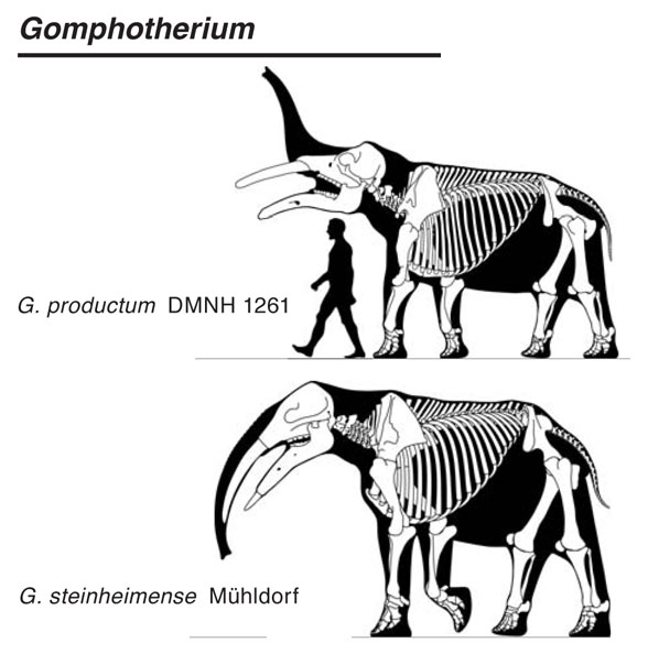 Gomphotherium species