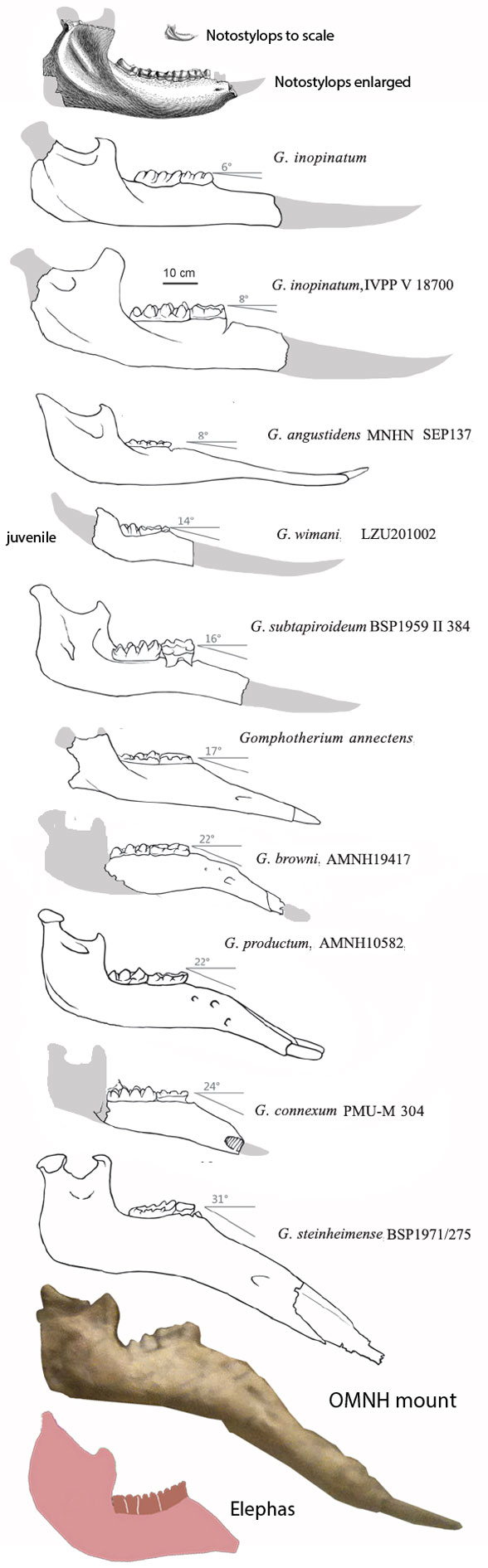 Gomphotherium jaws
