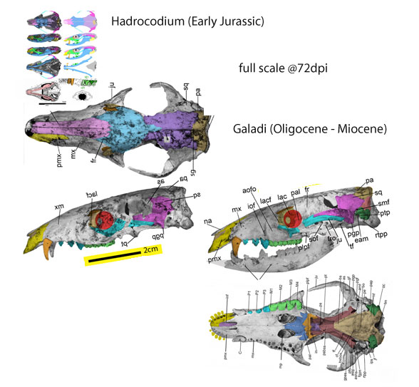 Hadrocodium and Galadi to scale