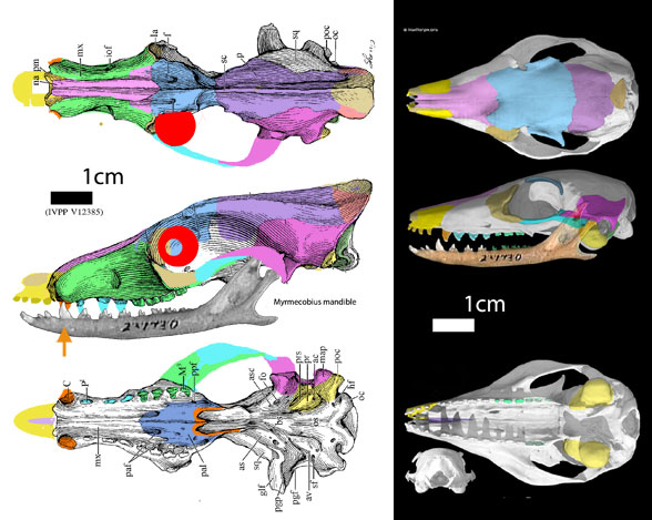 Hapalodectes compared to Myrmecobius