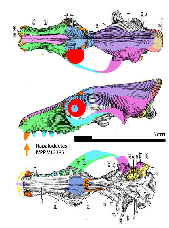 Hapalodectes IVPP V 12385