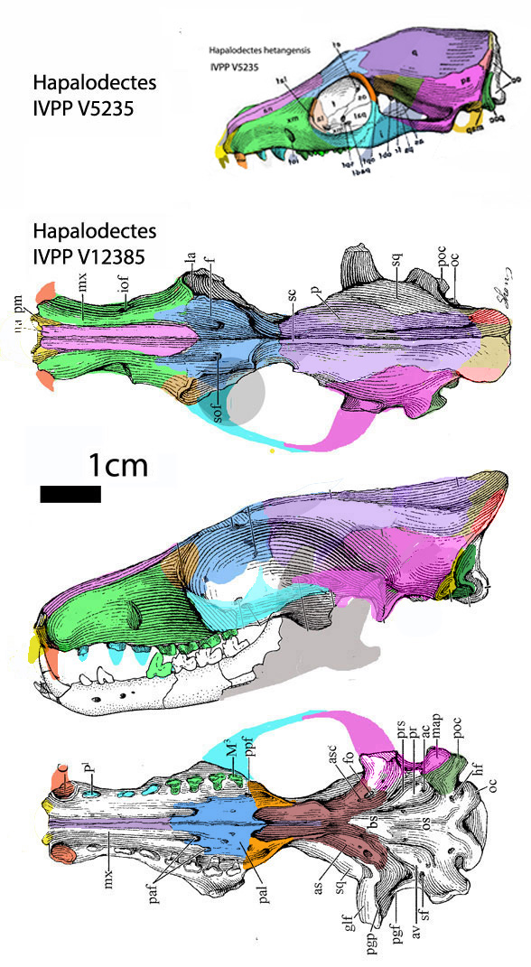 Hapalodectes compared