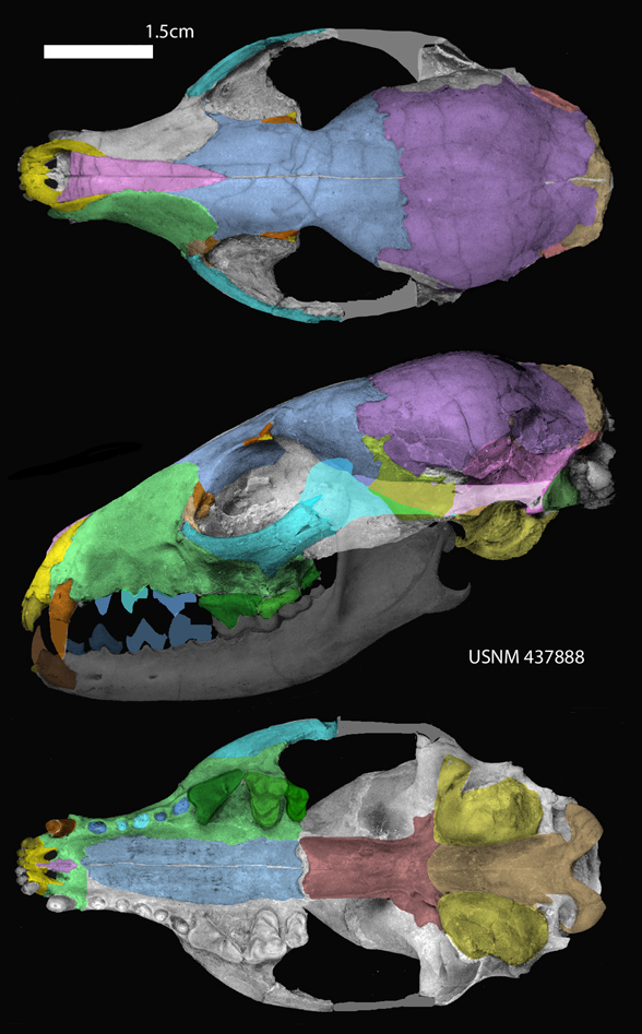 Hesperocycon gregarius skull