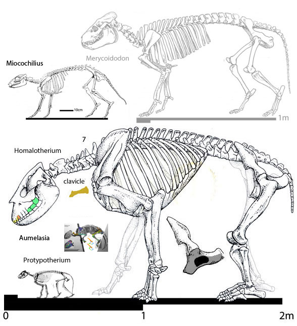 Homalodotherium diagram