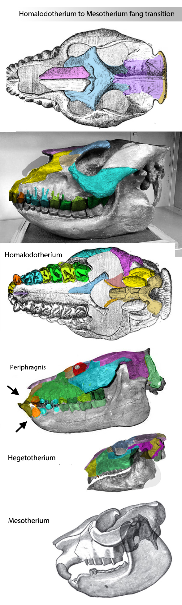 Homalodotherium skull compared to relatives