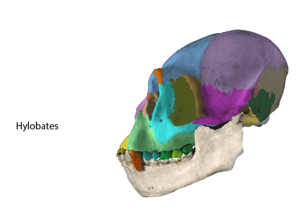 Hylobates to Homo skulls
