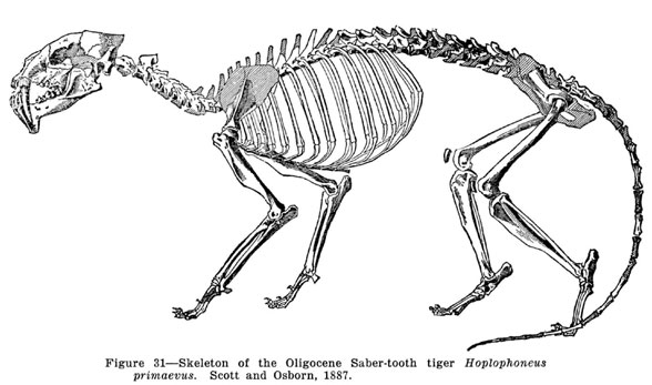 Hoplophoneus skeleton diagram