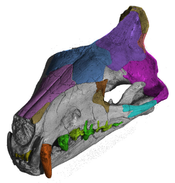 Hyaenodon skull