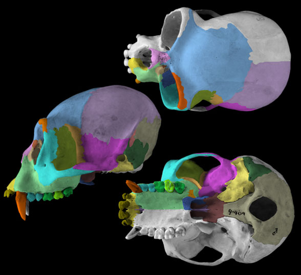 Hylobates skull