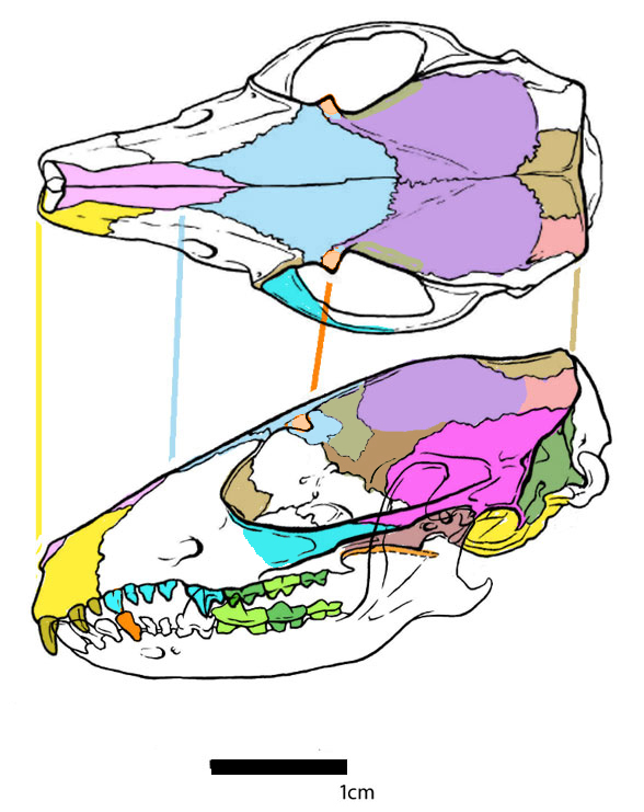 Hylomys skull