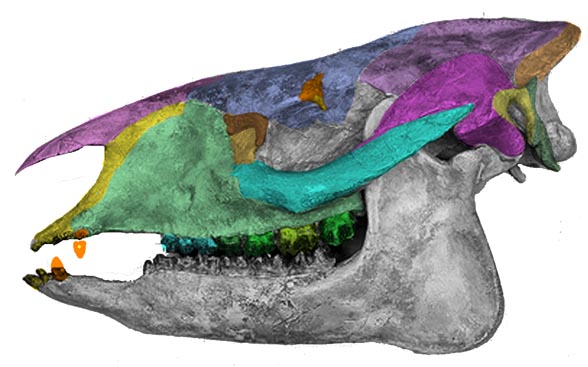 Hyrachus skull