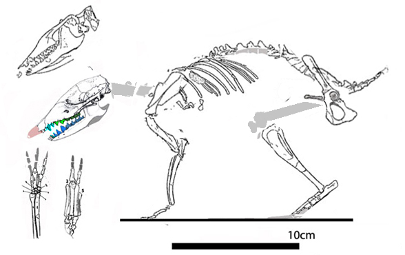 Leptictis skeleton