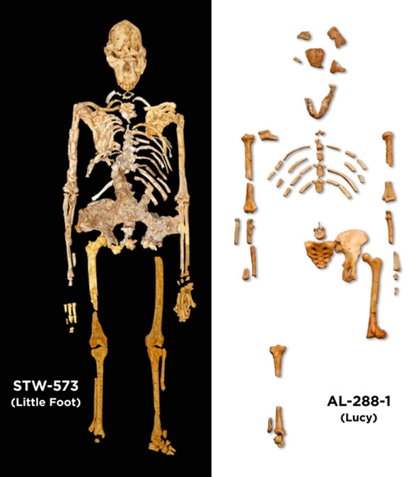 Little Foot and Lucy Australopithecus