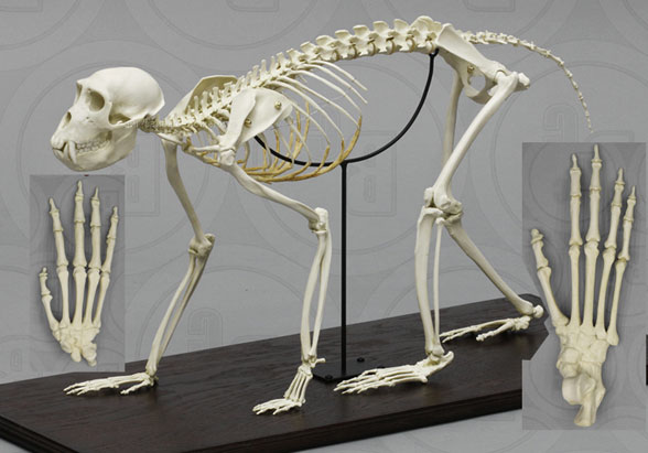 Macaca skeleton
